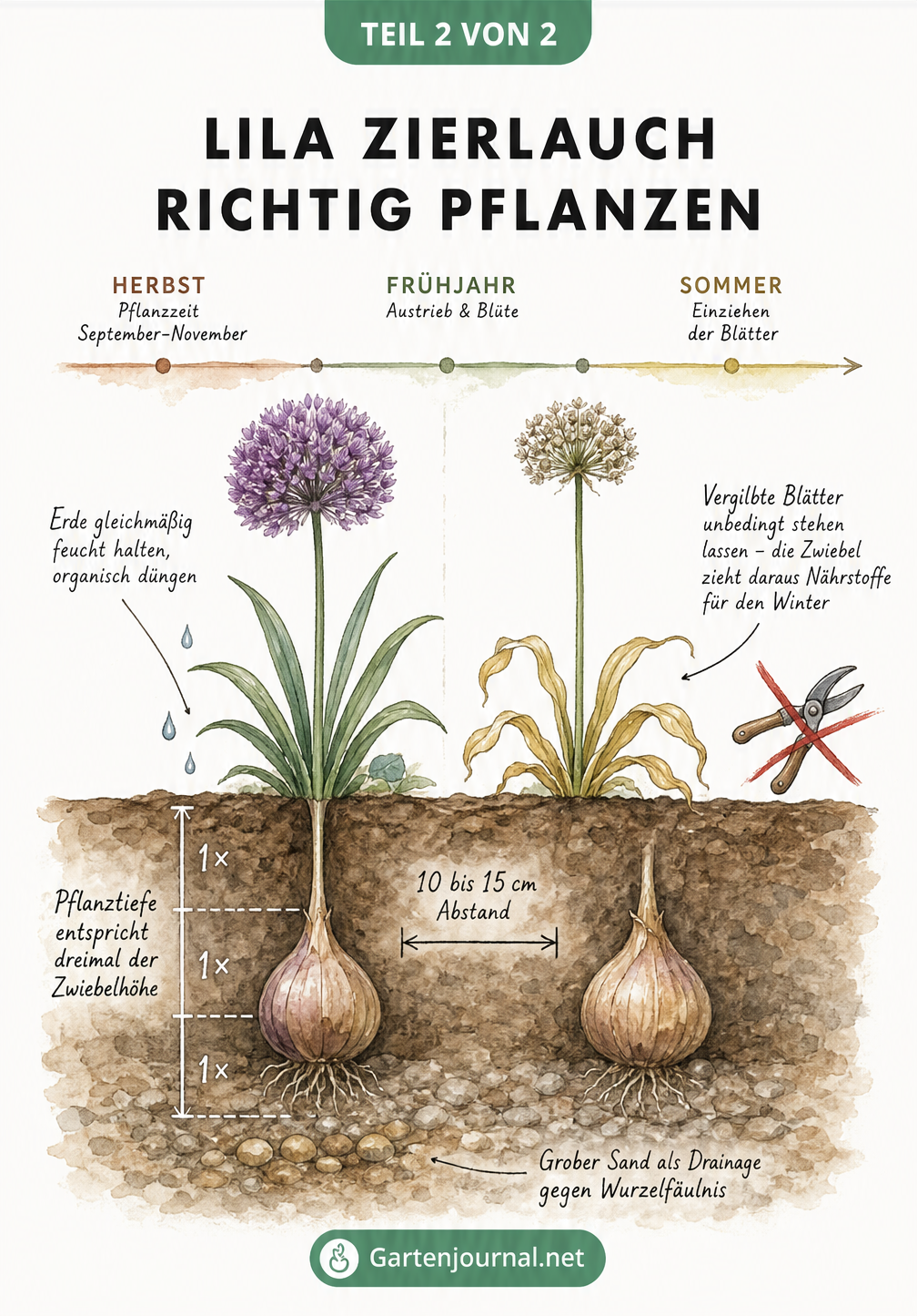 Querschnittszeichnung zum Pflanzen von Zierlauch-Zwiebeln mit Pflanztiefe, Drainage und Pflegehinweisen für Frühjahr und Sommer.
