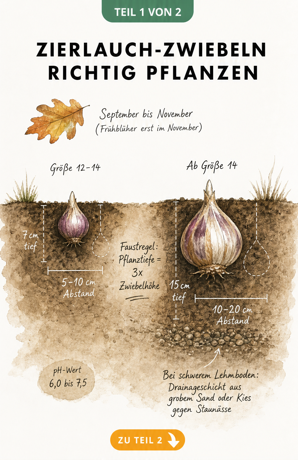 Illustration von Zierlauch-Zwiebeln im Boden mit Angaben zu Pflanztiefe und Abstand