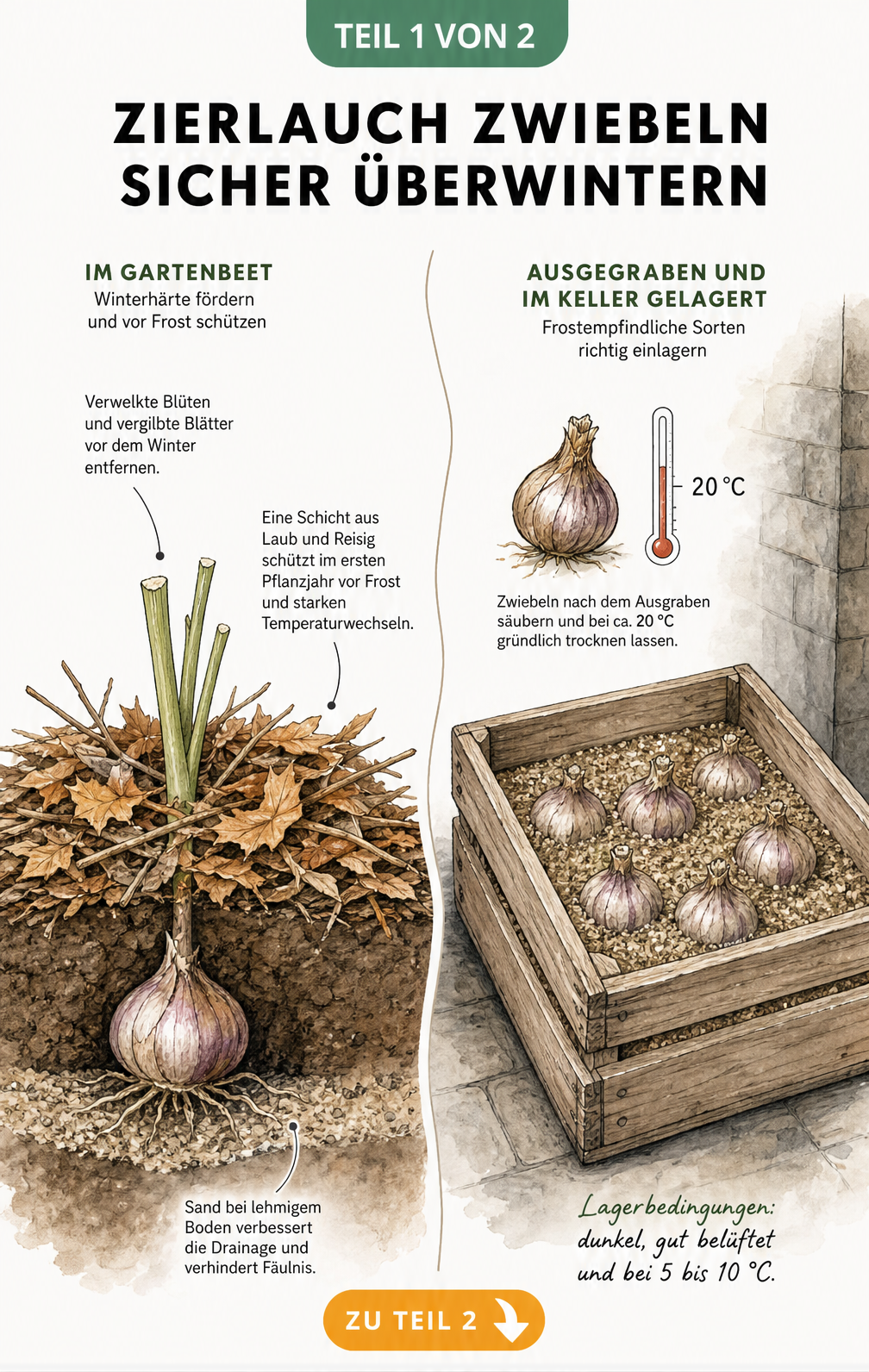 Querschnitt-Illustration: Zierlauch-Zwiebeln im Gartenbeet mit Laubschutz und in einer Holzkiste mit Sand zur Überwinterung