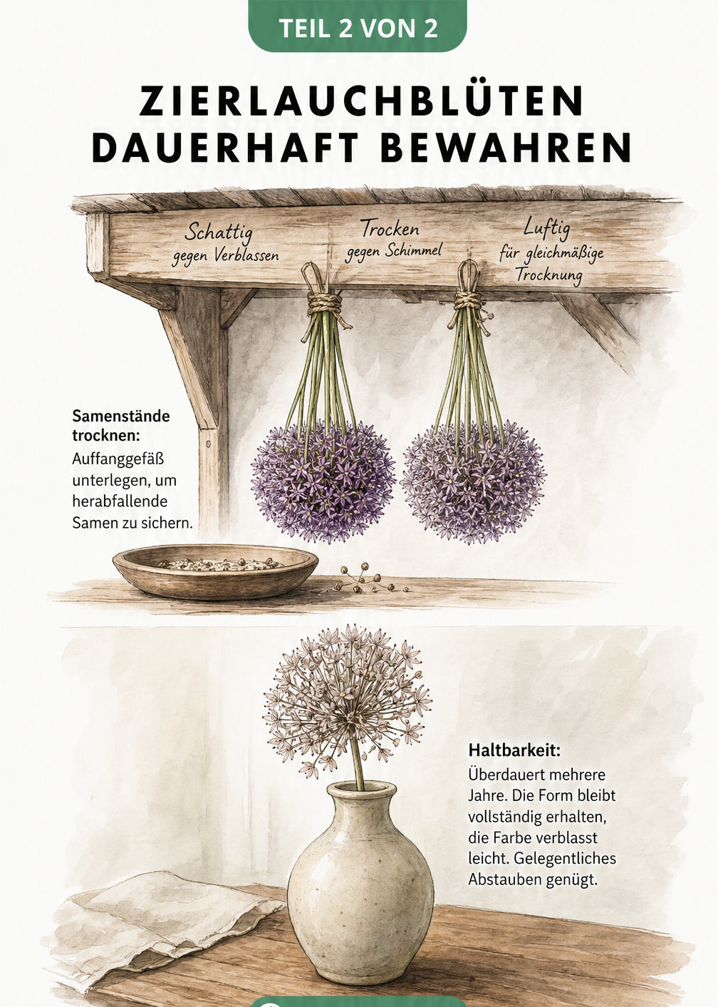 Illustration von Zierlauch-Bündeln, die unter einem Holzdach hängen, sowie getrockneter Zierlauch in einer Keramikvase auf einem Holztisch.
