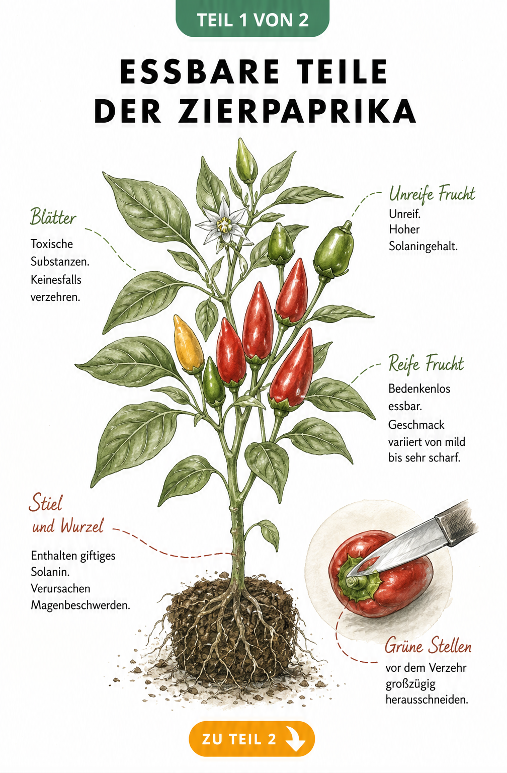 Botanische Illustration einer Zierpaprika-Pflanze mit Markierungen zu essbaren und giftigen Pflanzenteilen