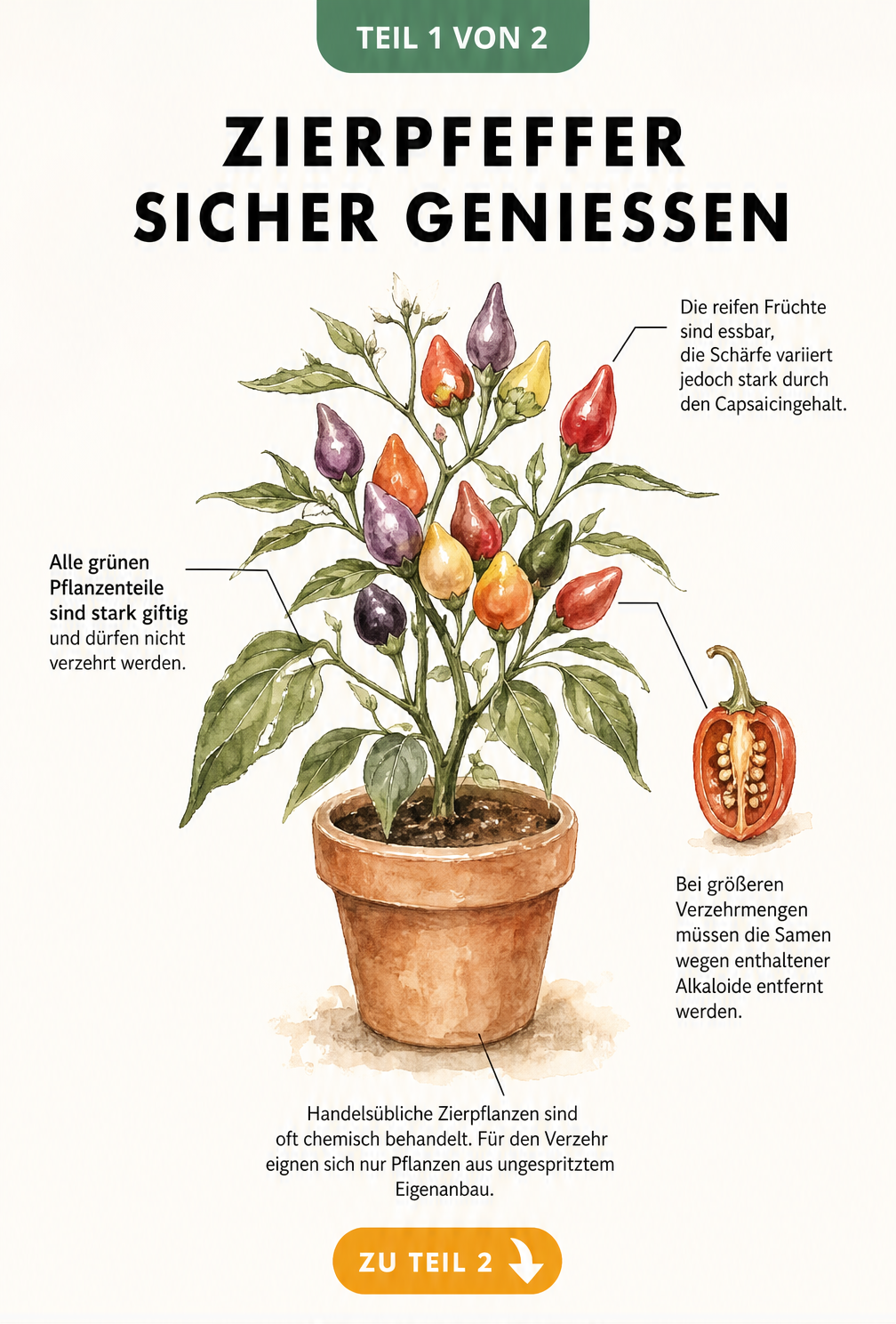 Botanische Illustration einer Zierpfeffer-Pflanze im Tontopf mit Hinweisen zu essbaren Früchten und giftigen Blättern