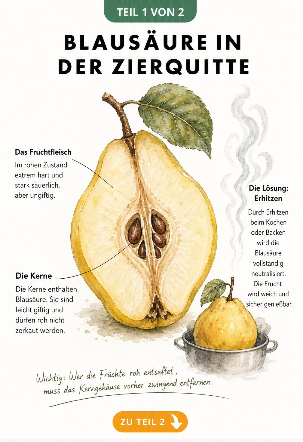 Botanische Illustration einer halbierten Zierquitte mit Hinweisen zu Fruchtfleisch und Blausäure in den Kernen