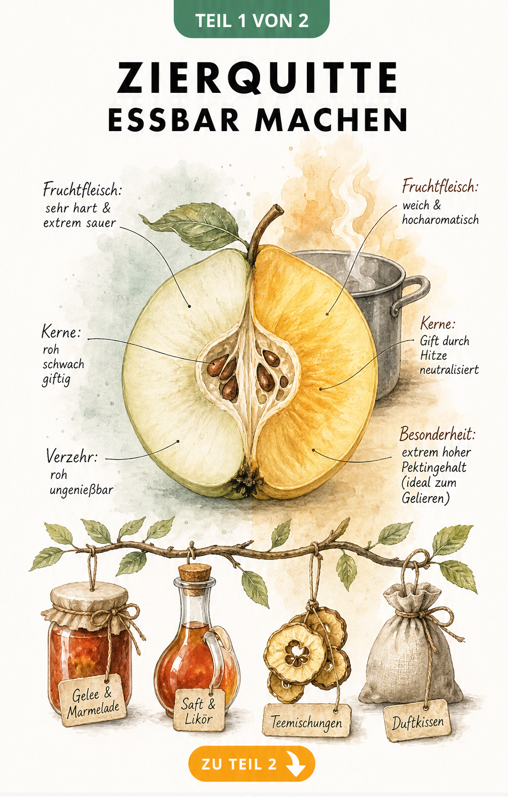 Botanische Illustration einer Zierquitte im rohen und gekochten Zustand mit Hinweisen zur Essbarkeit