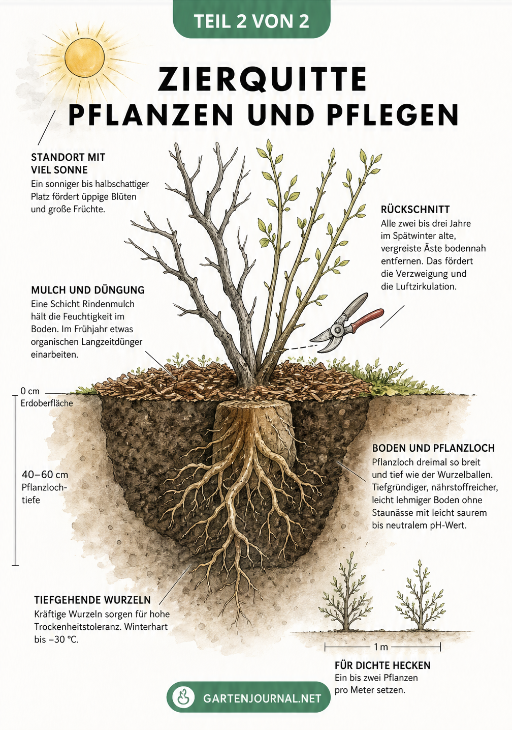 Querschnitt-Zeichnung eines Gartenbeets mit Zierquitte, Wurzeln und Pflegetipps