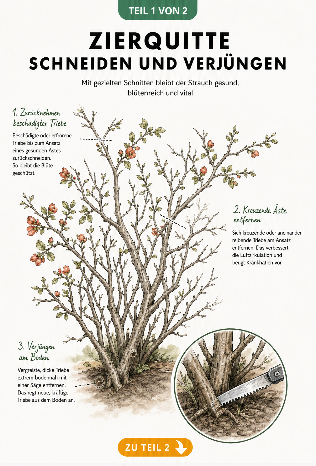 Botanische Illustration einer Zierquitte, die zeigt, wie man alte Äste bodennah absägt, kreuzende Triebe entfernt und beschädigte Zweige zurückschneidet.