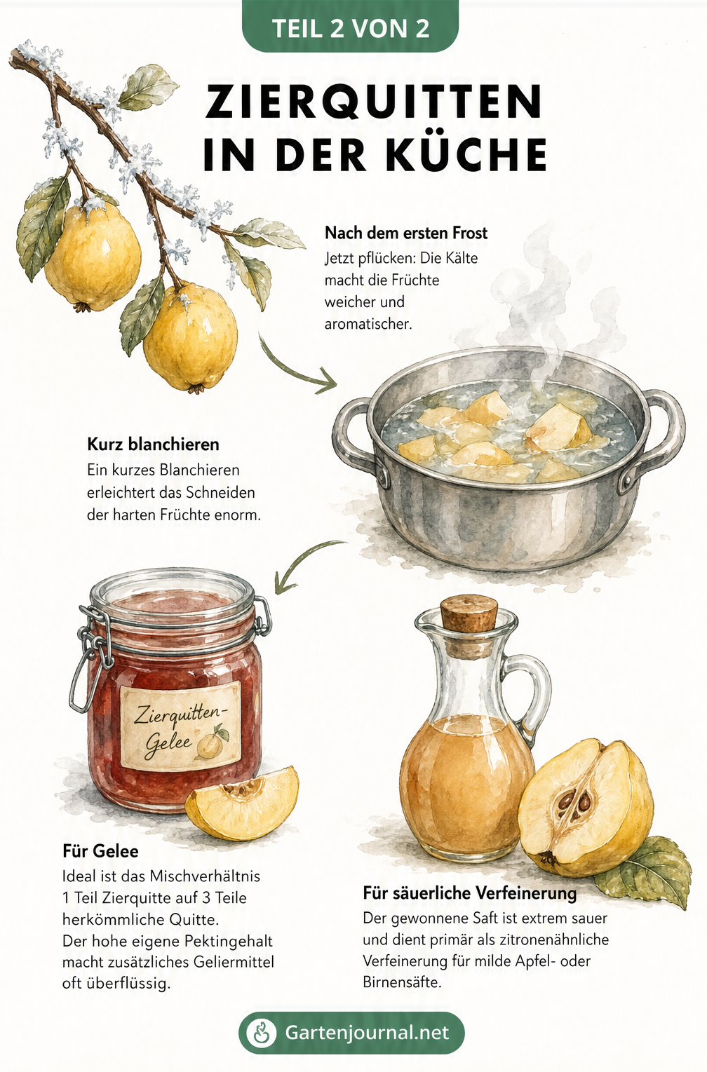 Illustration zur Verarbeitung von Zierquitten: Ernte nach dem Frost, Blanchieren, Gelee kochen und Saft gewinnen