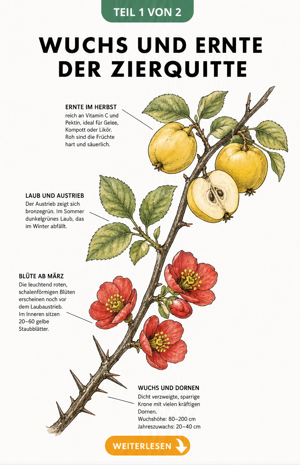 Botanische Illustration eines Zierquittenzweigs mit Blüten, Blättern und Früchten