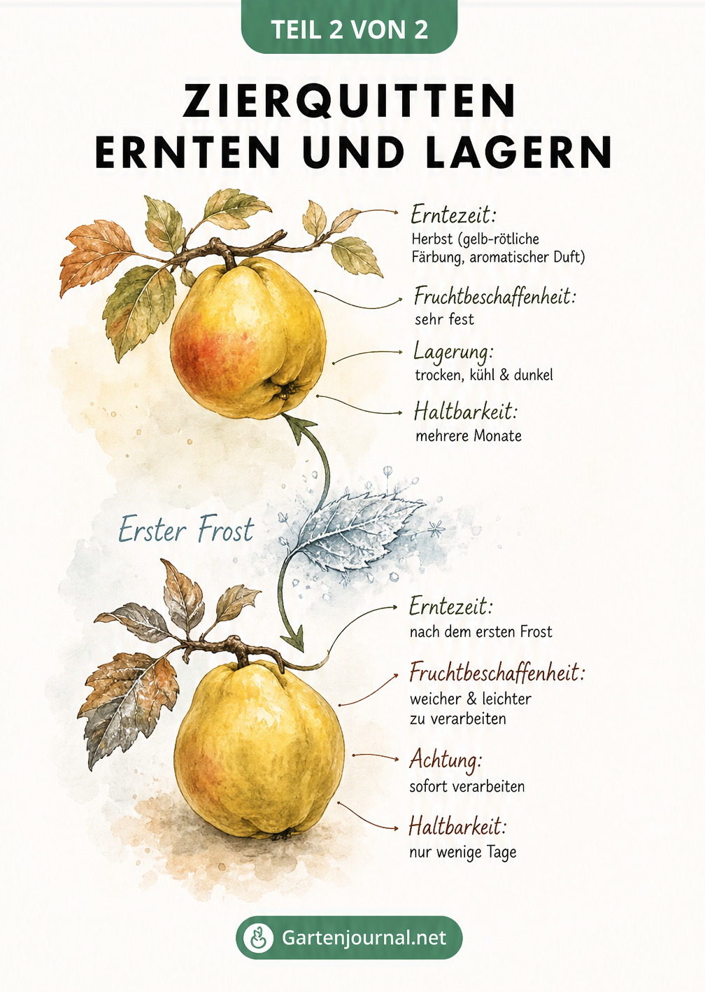 Zeitachse zur Ernte und Lagerung von Zierquitten vor und nach dem ersten Frost