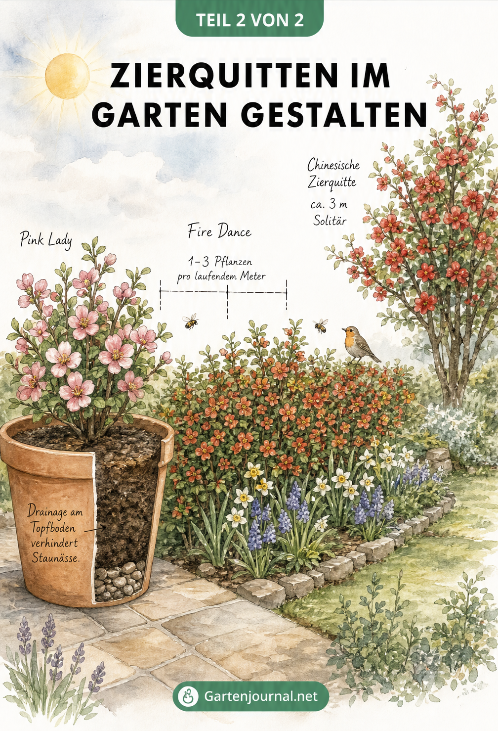 Illustration zur Gartengestaltung mit Zierquitten: Kübelpflanzung, blühende Hecke und Solitärstrauch