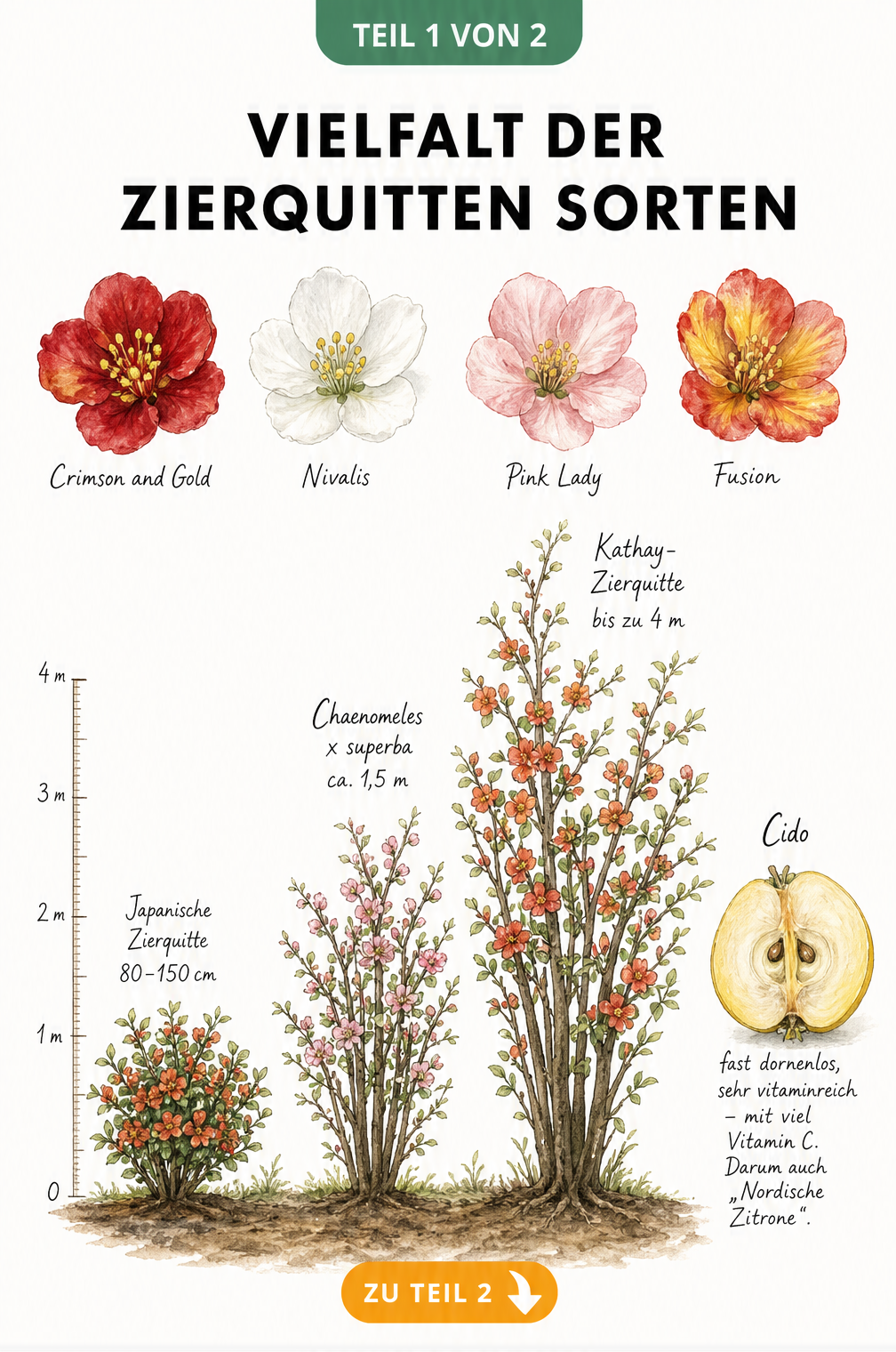 Aquarell-Illustration verschiedener Zierquitten-Sorten mit Wuchshöhen, Blütenfarben und einer gelben Frucht