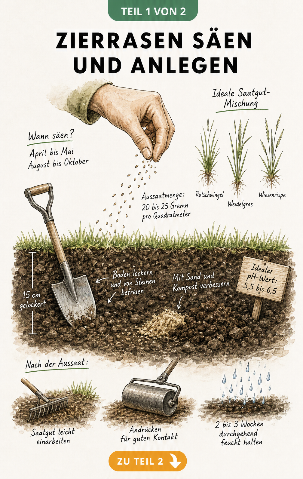 Querschnitt eines Gartenbodens mit Saatgut, Spaten und Hinweisen zur Aussaat von Zierrasen