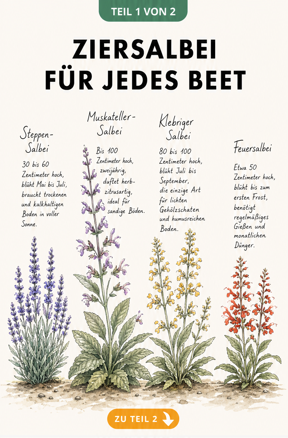 Illustration von vier Ziersalbei-Arten mit Wuchshöhe, Blütezeit und Standortansprüchen