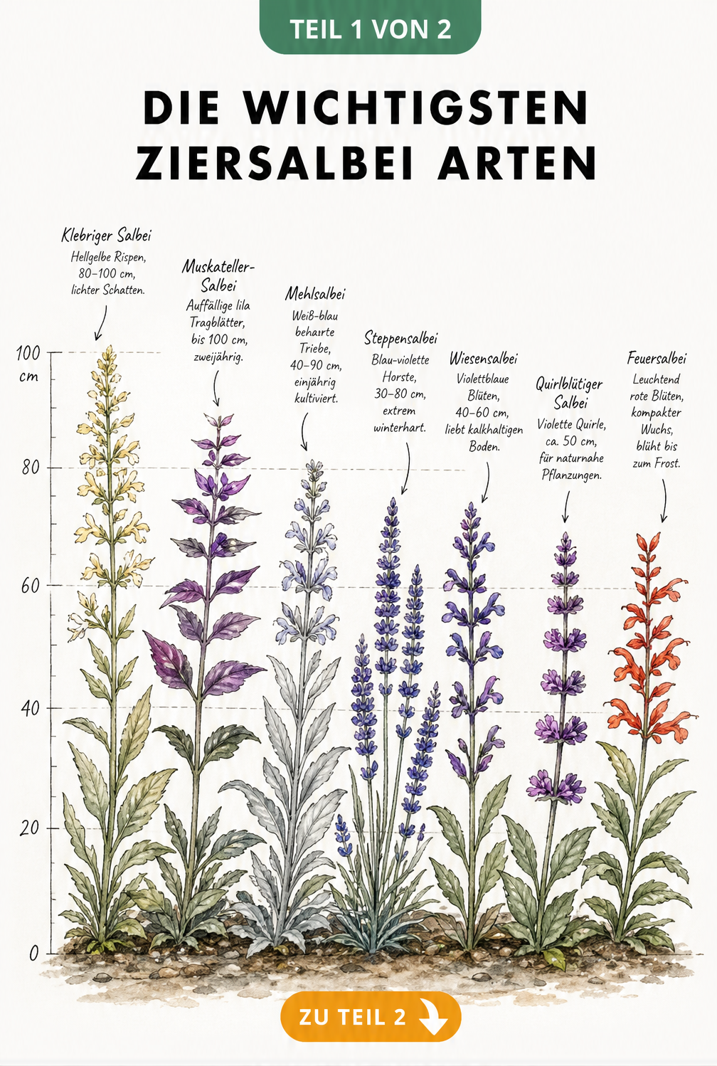 Botanische Lehrtafel mit sieben verschiedenen Ziersalbei-Arten und ihren Wuchshöhen