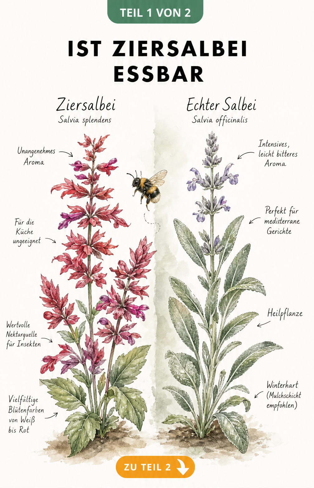 Botanische Illustration: Vergleich zwischen Ziersalbei und Echtem Salbei mit Hummel