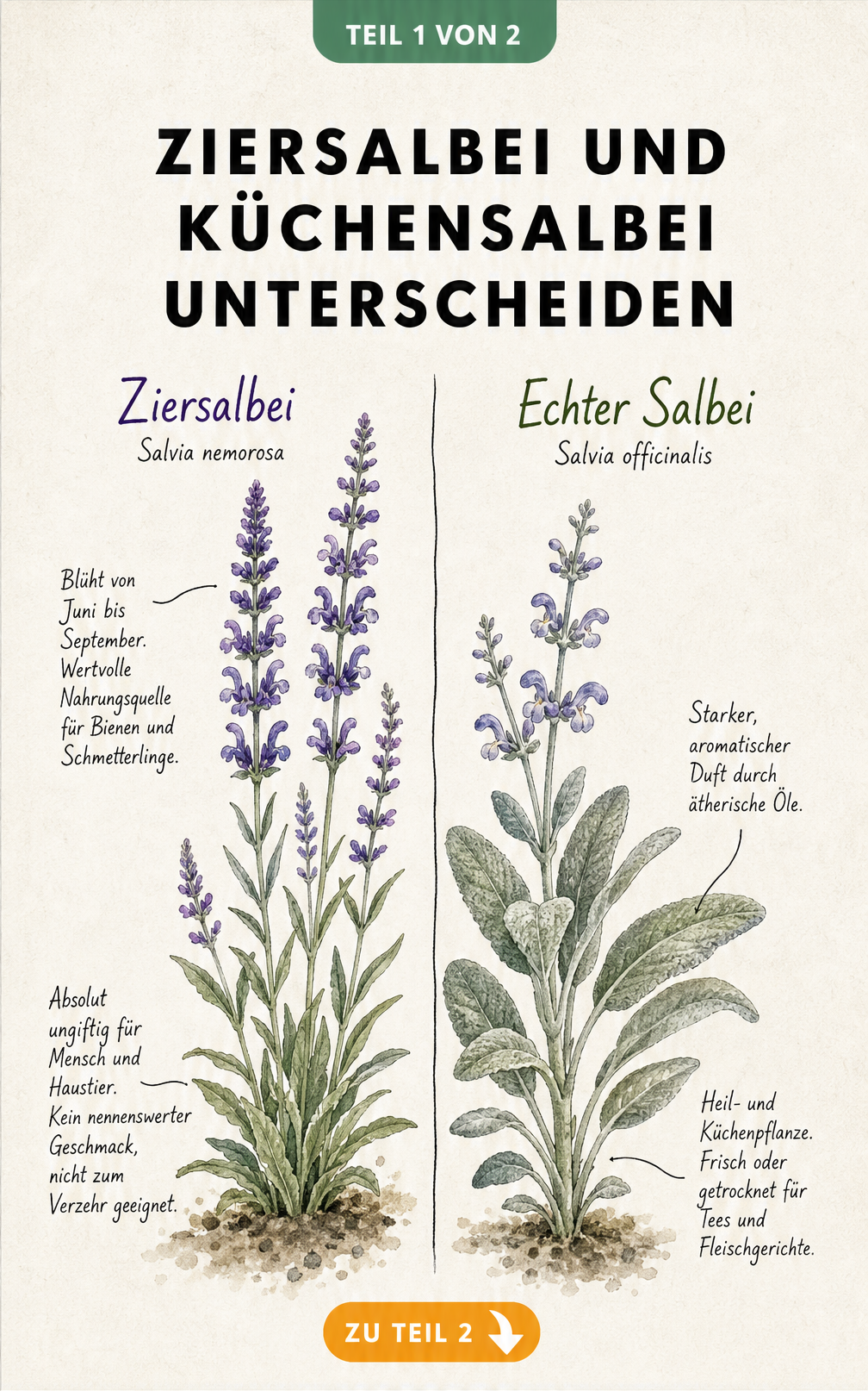 Botanische Illustration von Ziersalbei und Echtem Salbei im Vergleich