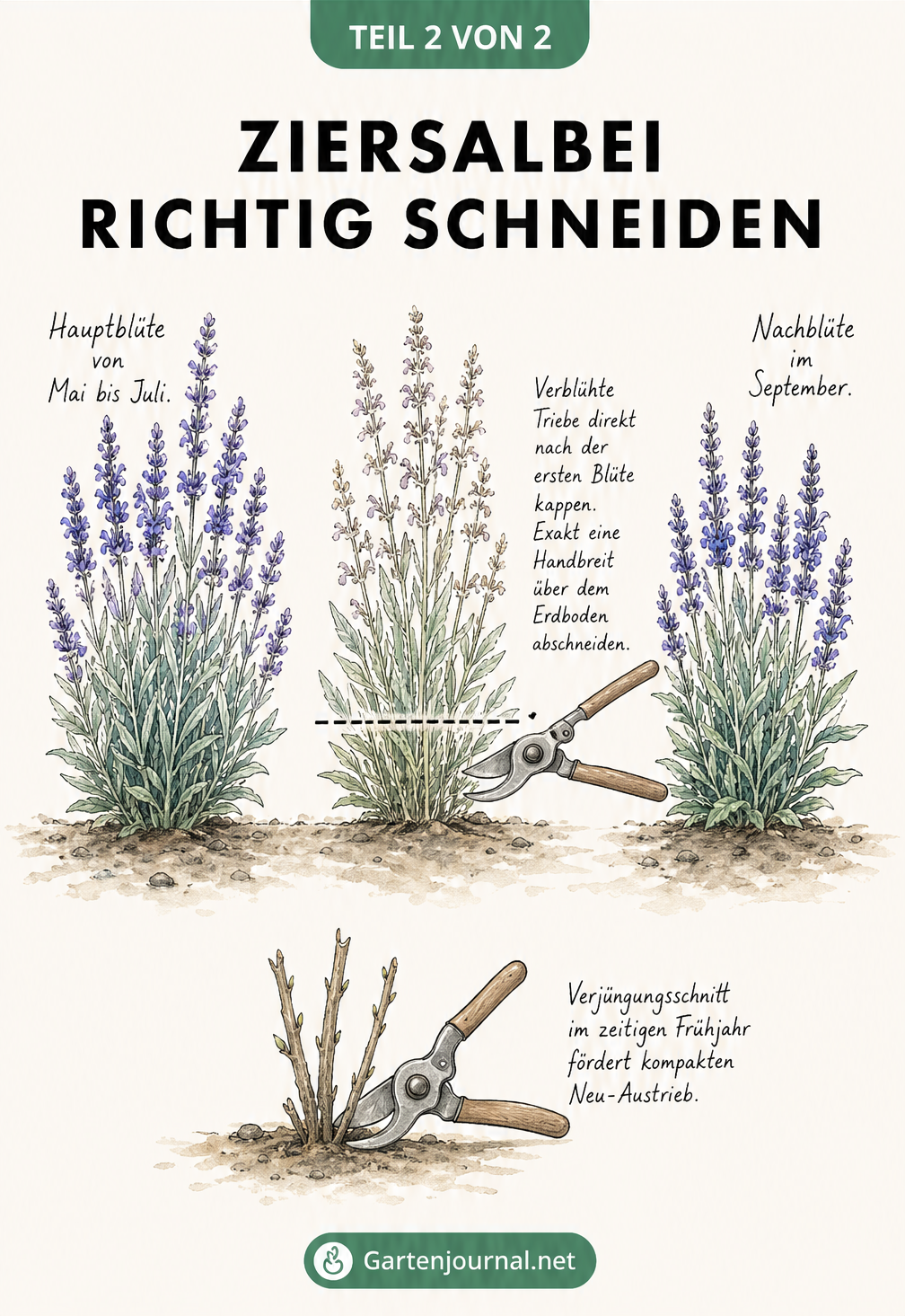 Zeichnung zum Rückschnitt von Steppen-Salbei für eine zweite Blüte im Herbst