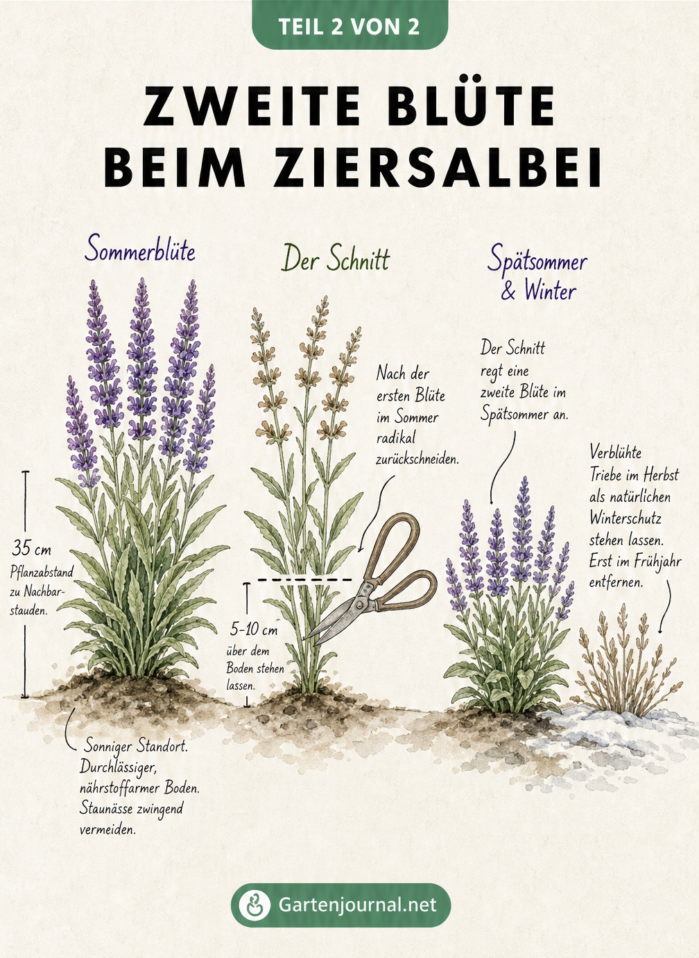 Illustration zum Lebenszyklus und Rückschnitt von Ziersalbei für eine zweite Blüte