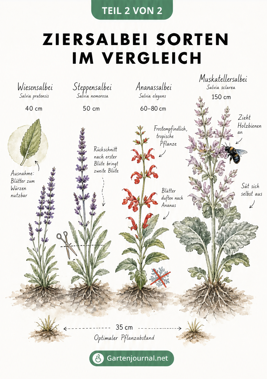 Illustration von vier Ziersalbei-Sorten: Wiesensalbei, Steppensalbei, Ananassalbei und Muskatellersalbei im Größenvergleich