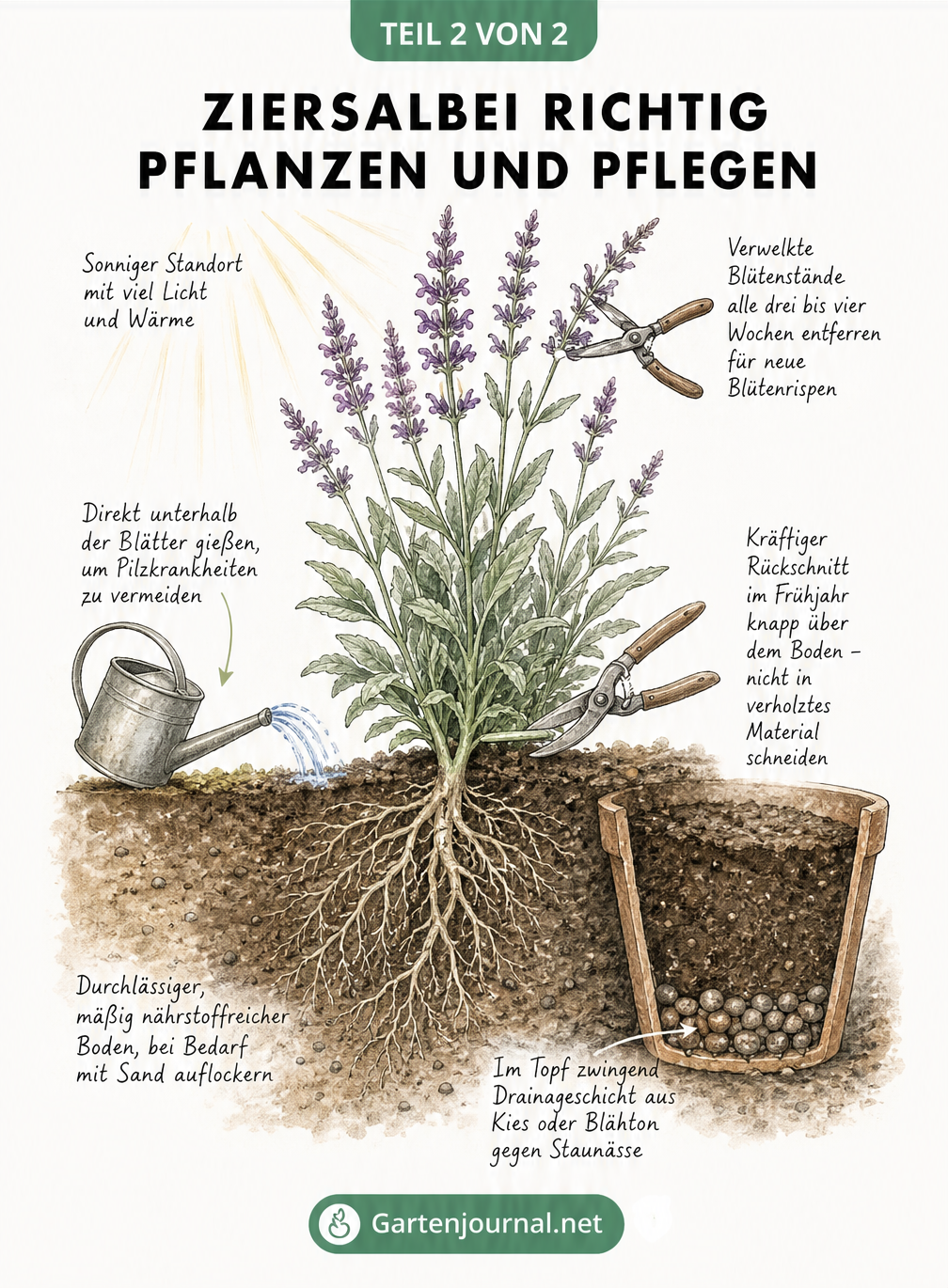 Querschnittszeichnung eines Ziersalbeis mit Tipps zu Standort, Pflege, Gießen und Boden