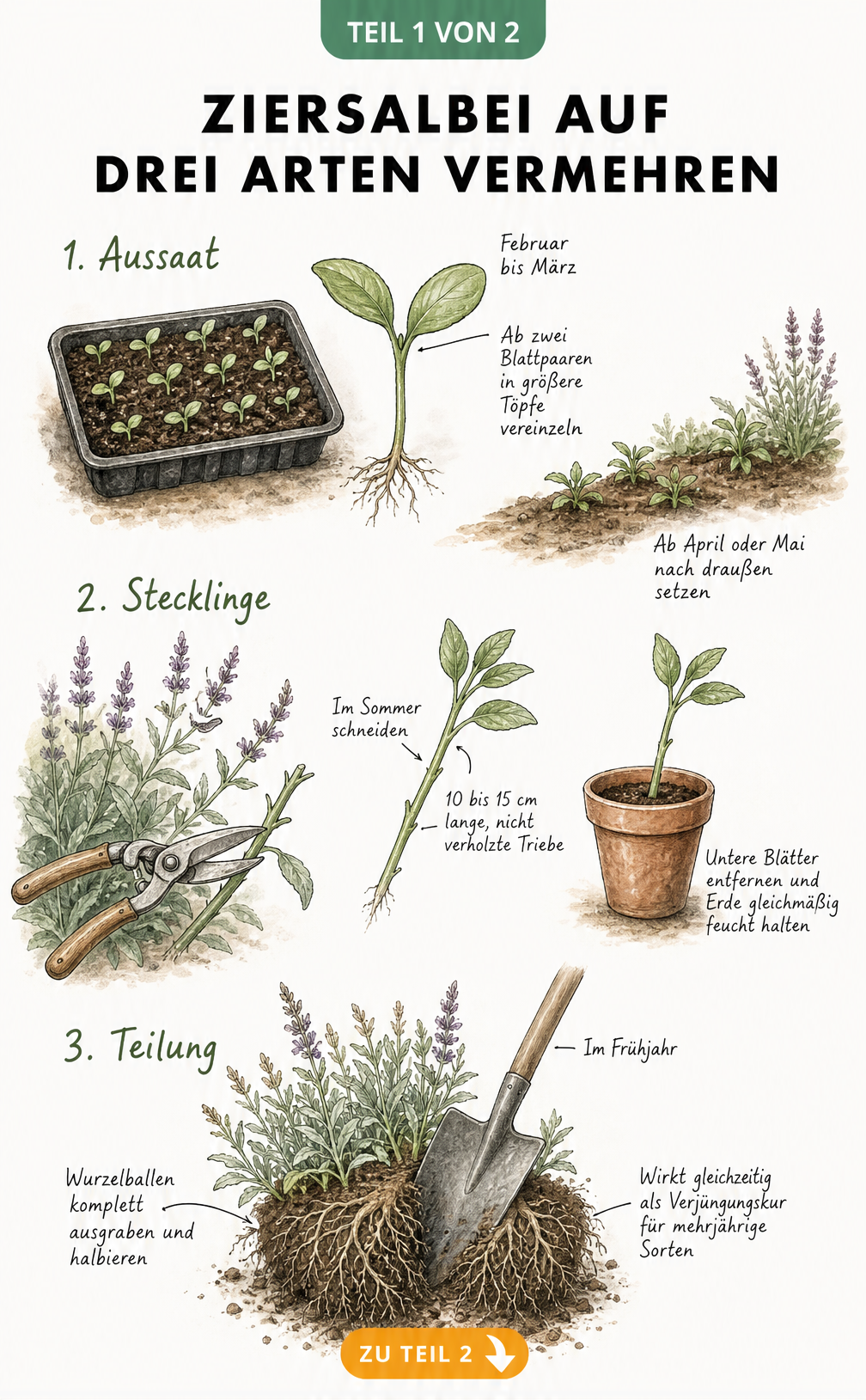 Botanische Illustration zur Vermehrung von Ziersalbei durch Aussaat, Stecklinge und Teilung