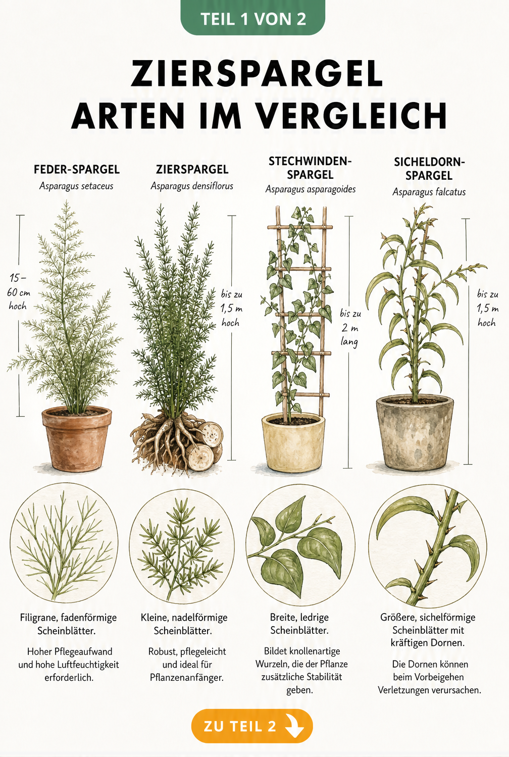 Botanische Illustrationen von vier Zierspargel-Arten: Feder-Spargel, Zierspargel, Stechwinden-Spargel und Sicheldorn-Spargel mit Detailansichten der...