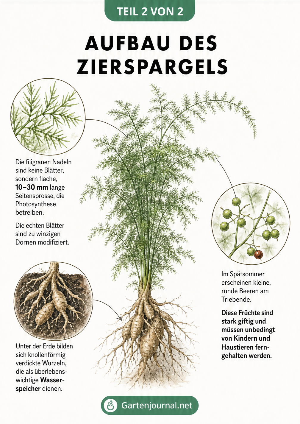 Botanische Detailzeichnung eines Zierspargels mit Vergrößerungen von Nadeln, Speicherwurzeln und giftigen Beeren