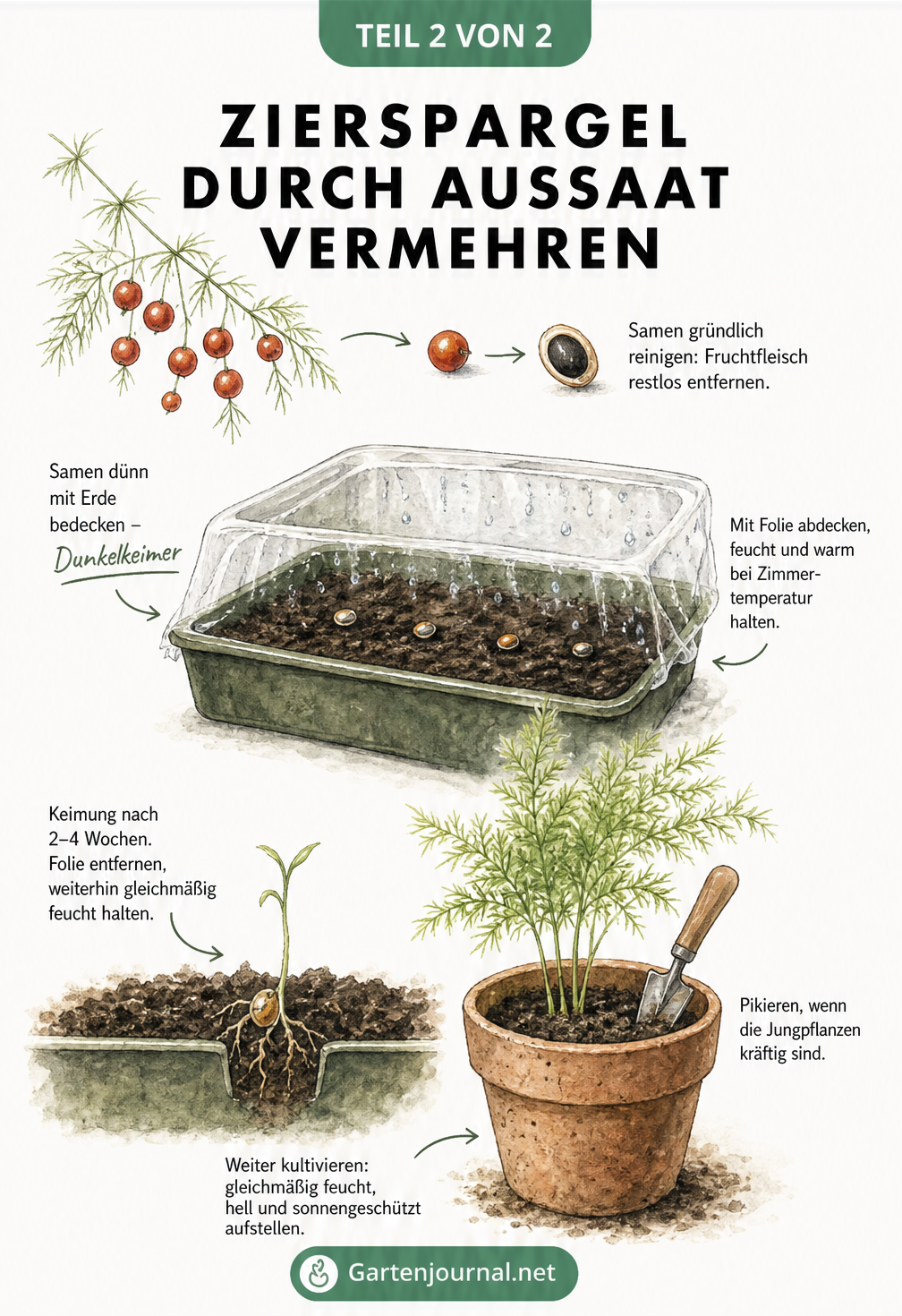 Querschnitt einer Anzuchtschale mit Zierspargel-Samen und einem keimenden Sämling
