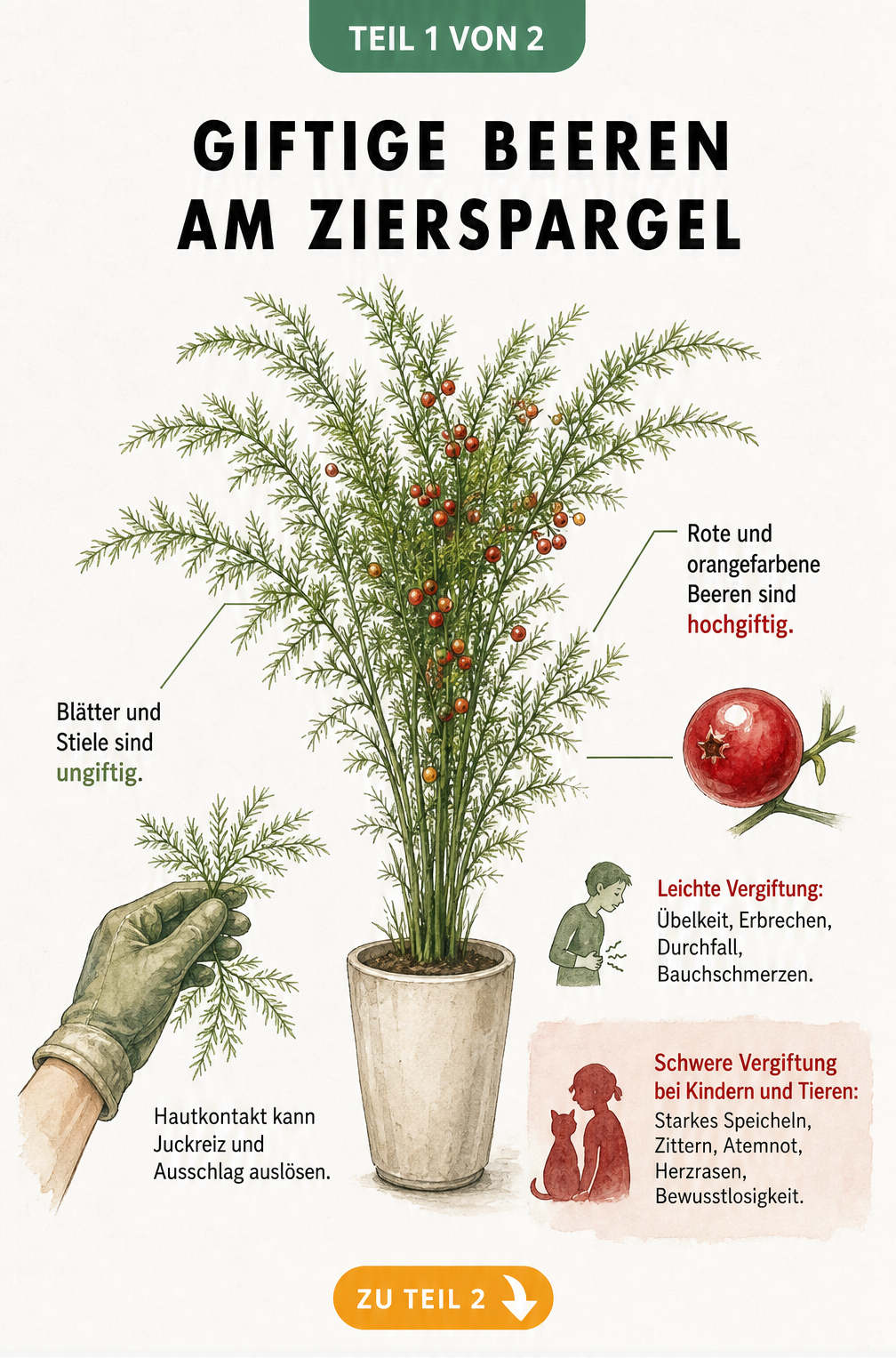 Botanische Illustration eines Zierspargels mit roten Beeren, die giftige und ungiftige Pflanzenteile markiert.