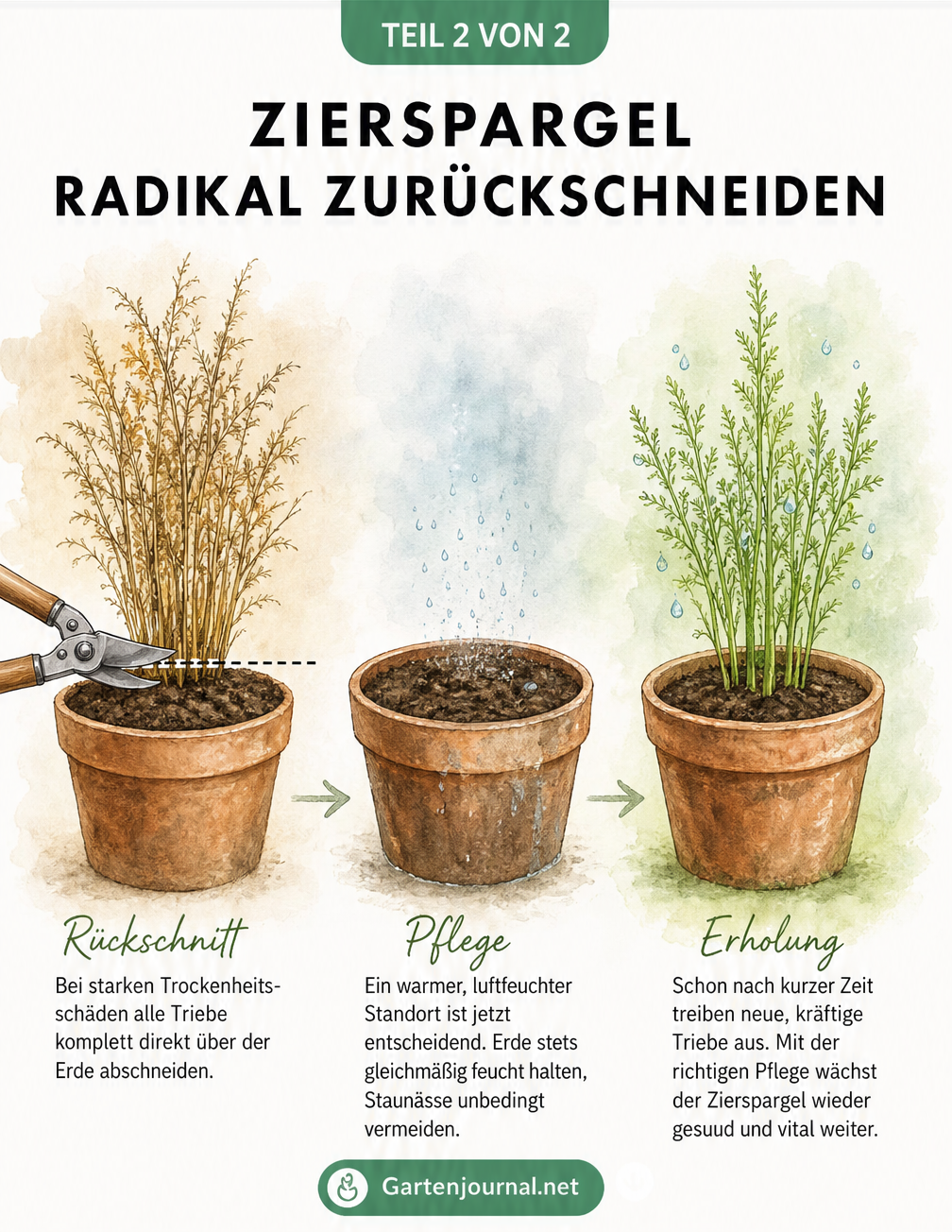 Aquarell-Illustration eines vertrockneten Zierspargels, der radikal zurückgeschnitten wird und anschließend wieder frisch und grün austreibt.