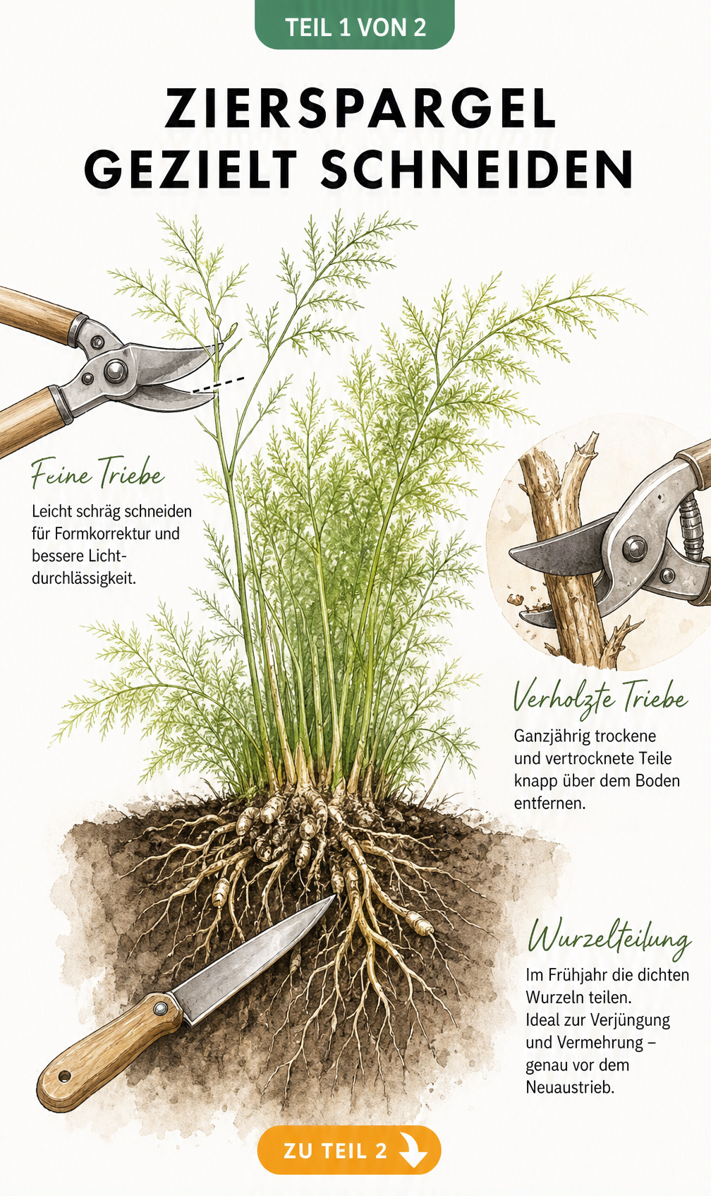 Botanische Illustration eines Zierspargels im Querschnitt mit Bypass-Schere, Amboss-Schere und Gartenmesser für verschiedene Schnitttechniken.