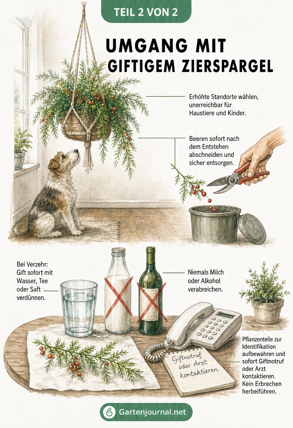 Illustration einer Wohnszene mit hängendem Zierspargel und einer Erste-Hilfe-Station bei Vergiftungen.