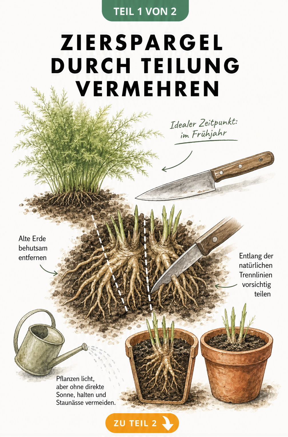 Illustration zur Vermehrung von Zierspargel durch Teilung des Wurzelstocks mit einem Messer