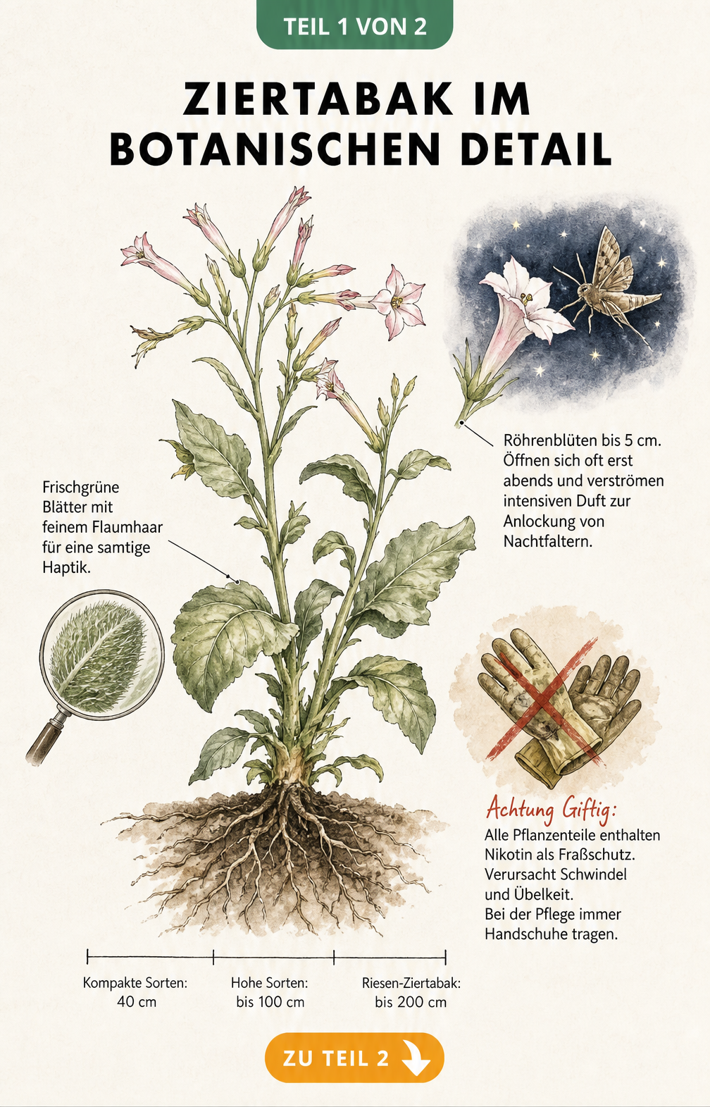 Botanische Illustration einer Ziertabak-Pflanze mit Details zu Blüten, Blättern und Wuchshöhe