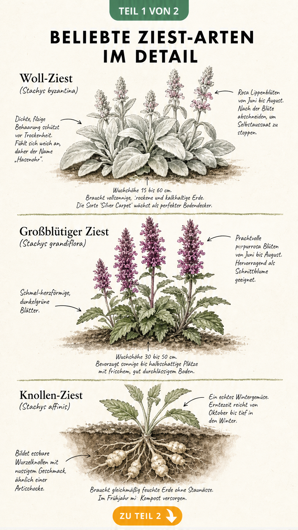 Botanische Illustration von Woll-Ziest, Großblütigem Ziest und Knollen-Ziest mit Details zu Blättern, Blüten und Wurzeln