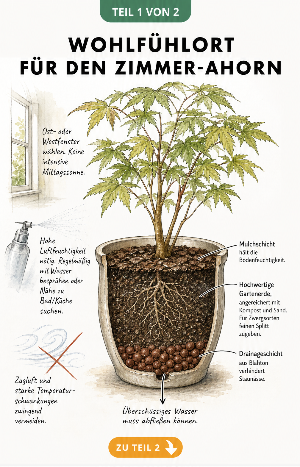 Botanische Skizze eines Zimmer-Ahorns im Topf mit Hinweisen zu Standort, Licht, Luftfeuchtigkeit und Substrat-Schichten