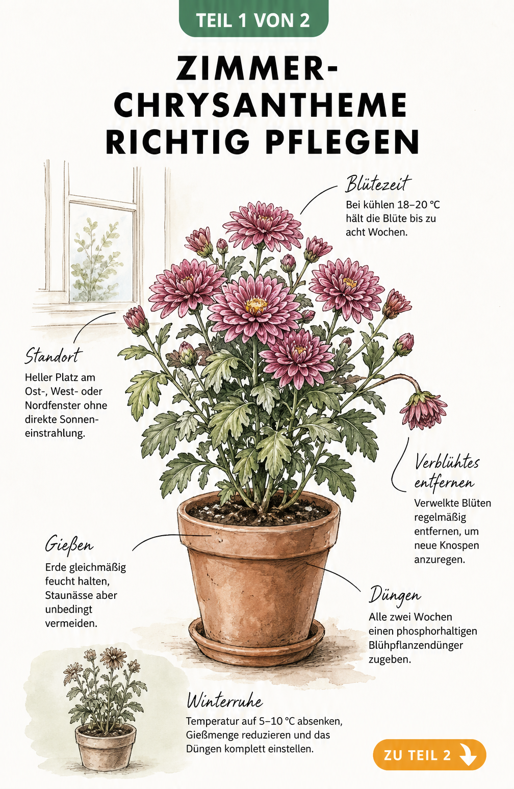 Botanische Illustration einer Zimmer-Chrysantheme im Terrakotta-Topf mit Pflegehinweisen zu Standort, Gießen und Düngen