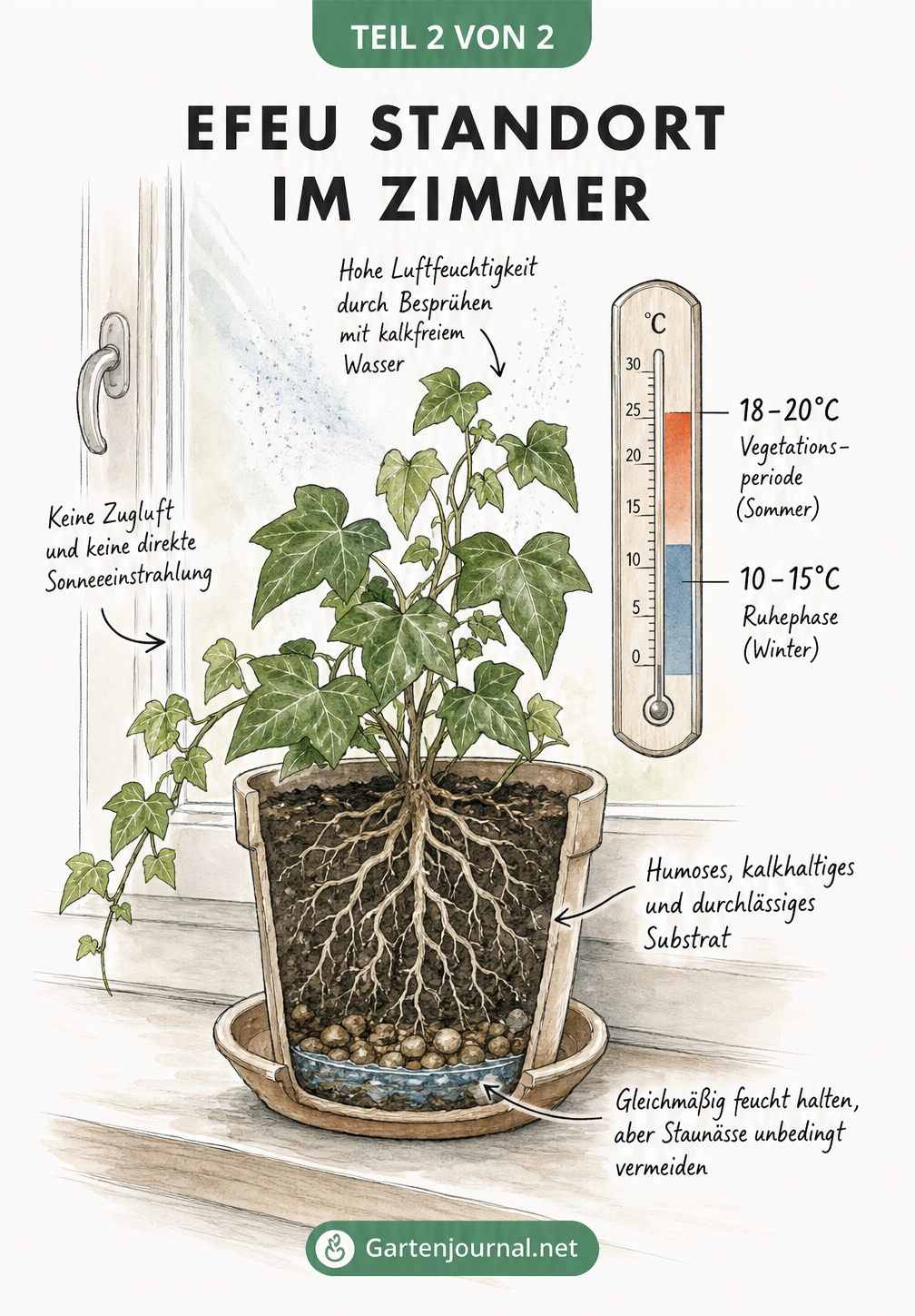 Schnittzeichnung eines Efeus im Topf auf einer Fensterbank, die ideale Temperatur, Luftfeuchtigkeit und Substrat zeigt.