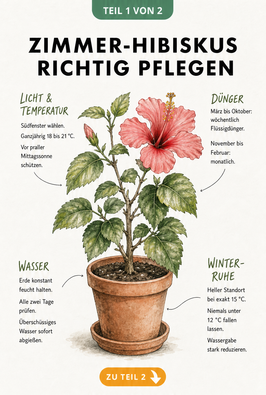 Botanische Illustration eines blühenden Zimmer-Hibiskus im Terrakotta-Topf mit Pflegetipps zu Licht, Temperatur, Dünger, Wasser und Winterruhe.