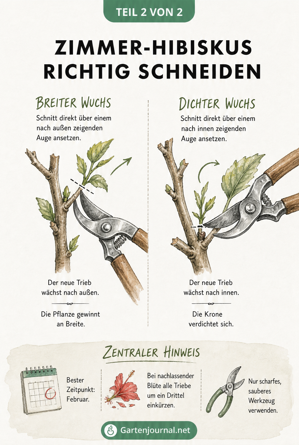 Illustration zweier Hibiskus-Zweige mit Gartenschere, die den Unterschied zwischen einem Schnitt für breiten Wuchs und einem Schnitt für dichten Wuchs zeigt.