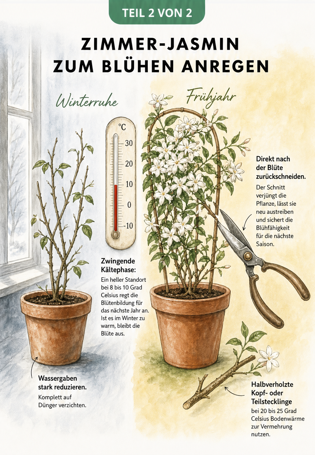 Zweiteilige Illustration: Zimmer-Jasmin in der Winterruhe bei 8 bis 10 Grad und im Frühjahr beim Rückschnitt