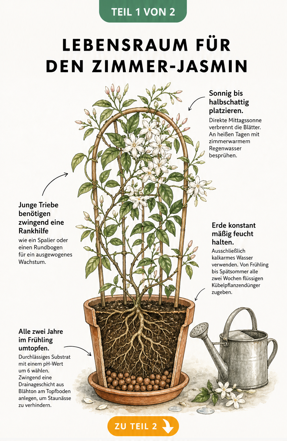 Botanische Illustration eines Zimmer-Jasmins im Querschnitt mit Pflegehinweisen zu Standort, Gießen und Umtopfen