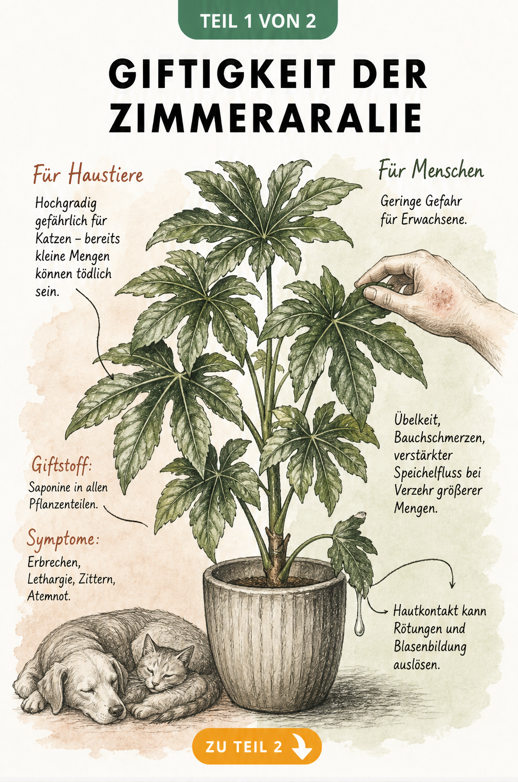 Botanische Handzeichnung einer Zimmeraralie mit Hinweisen zur Giftigkeit für Katzen, Hunde und Menschen