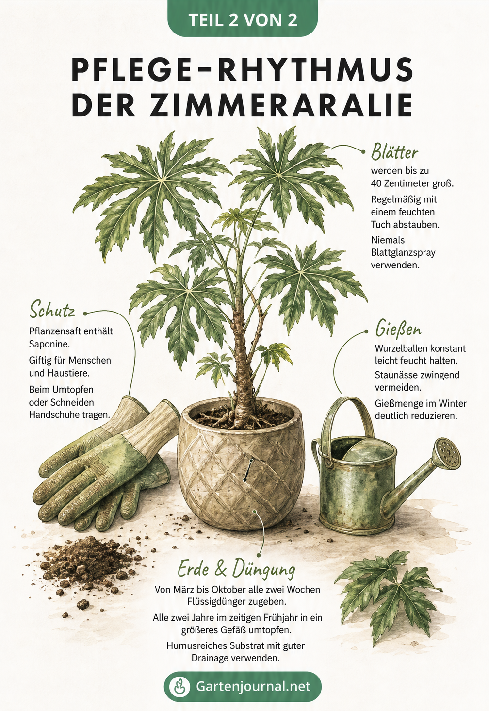 Botanische Zeichnung einer Zimmeraralie mit Pflegehinweisen zu Gießen, Düngen, Umtopfen und Blattpflege.