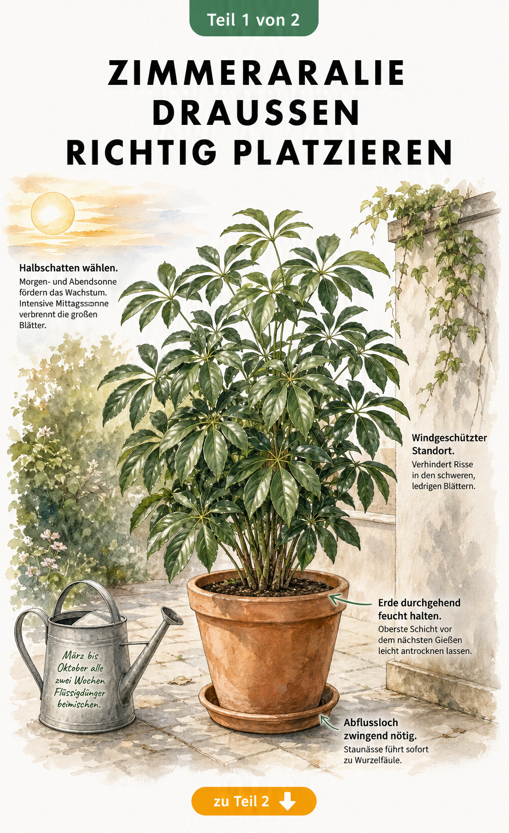 Illustration einer Zimmeraralie im Terrakottatopf auf der Terrasse mit Tipps zu Standort, Gießen und Düngen