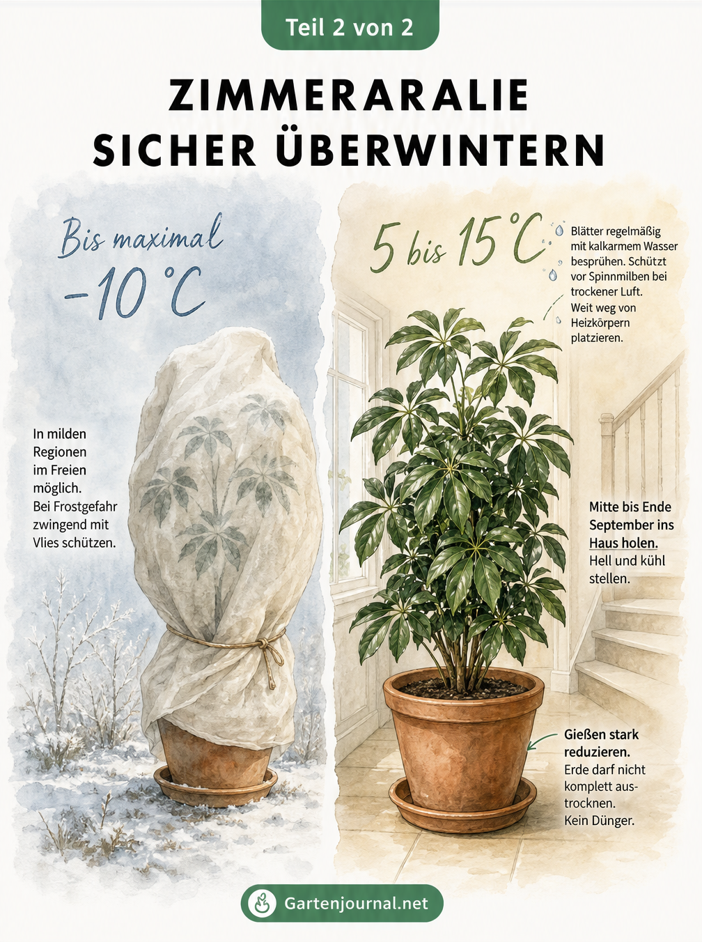 Vergleich der Überwinterung einer Zimmeraralie draußen mit Wintervlies und drinnen im kühlen Raum
