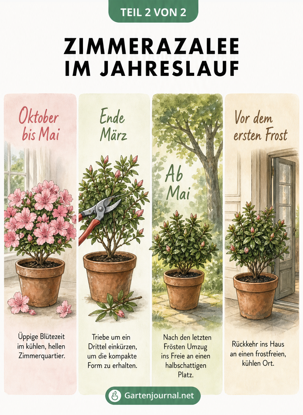 Vierteilige Illustration der Zimmerazalee im Jahreslauf: Blütezeit, Rückschnitt, Umzug ins Freie und Überwinterung