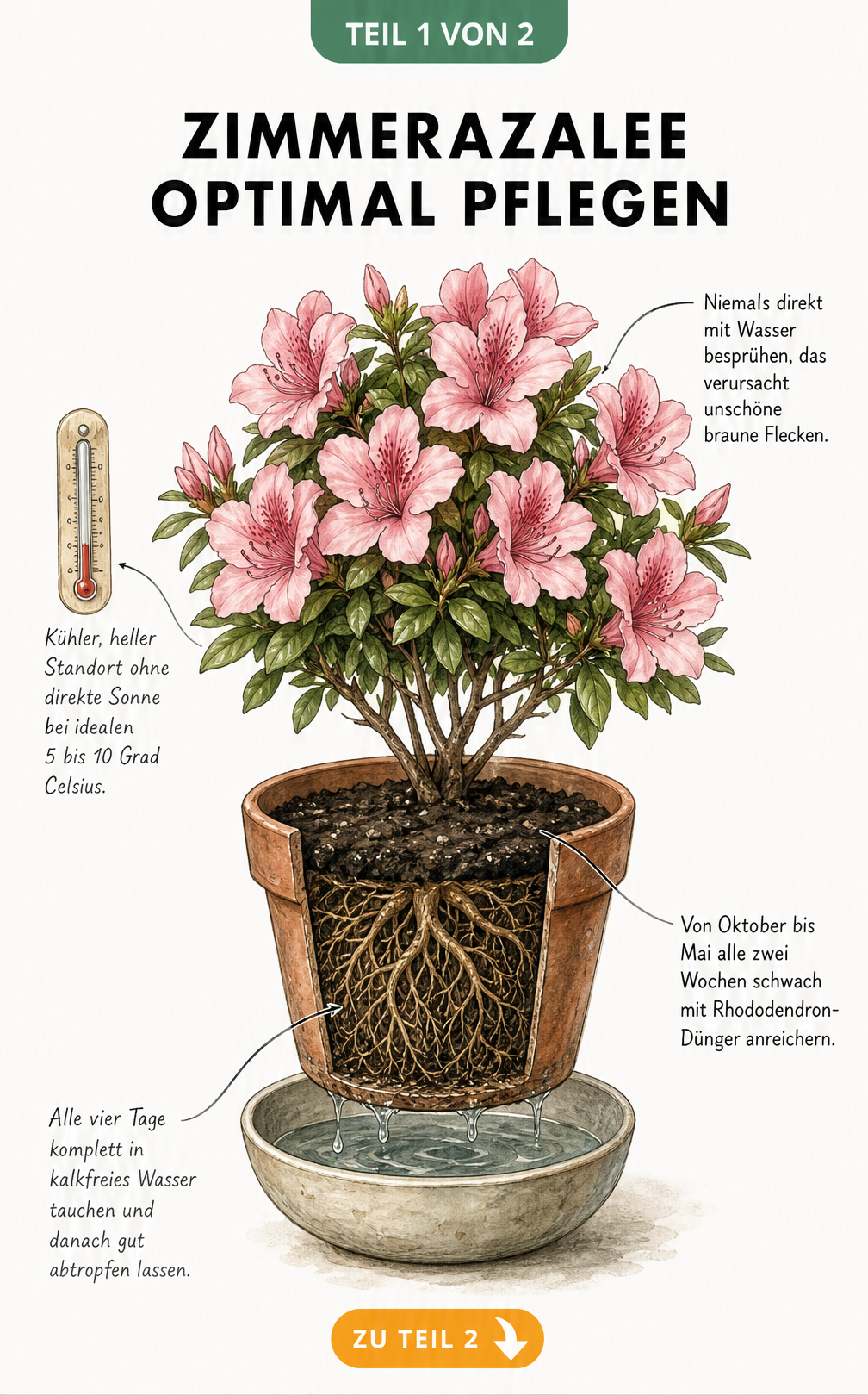 Botanische Illustration einer Zimmerazalee mit Pflegehinweisen zu Gießen, Düngen, Standort und Blütenpflege