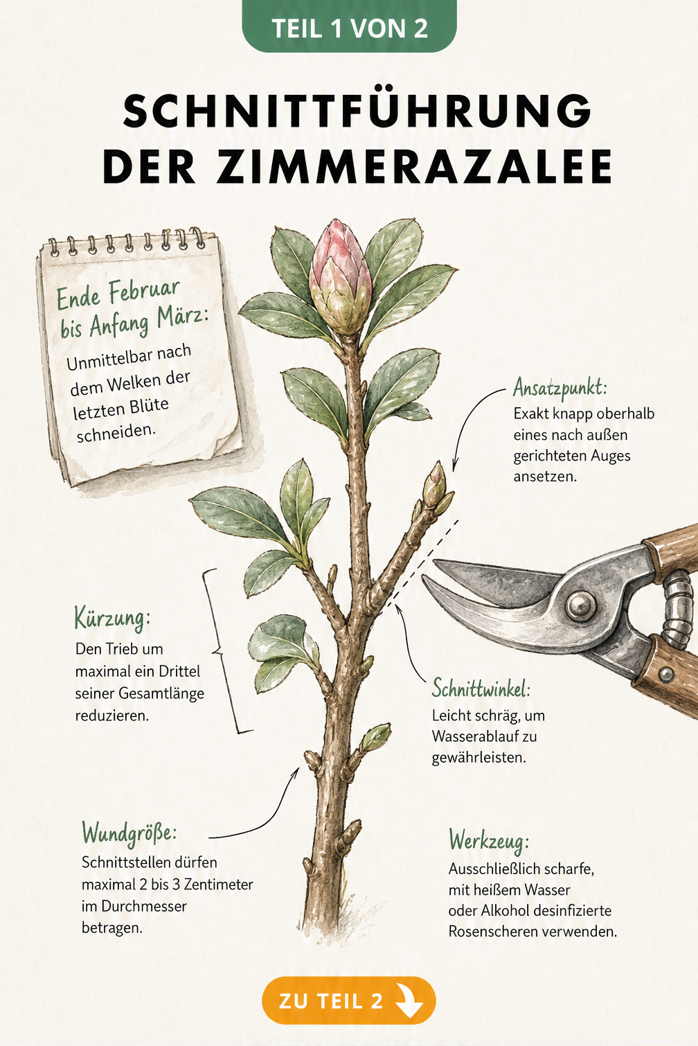 Illustration eines Azaleenzweigs mit Rosenschere, die den richtigen Schnittwinkel und Ansatzpunkt zeigt