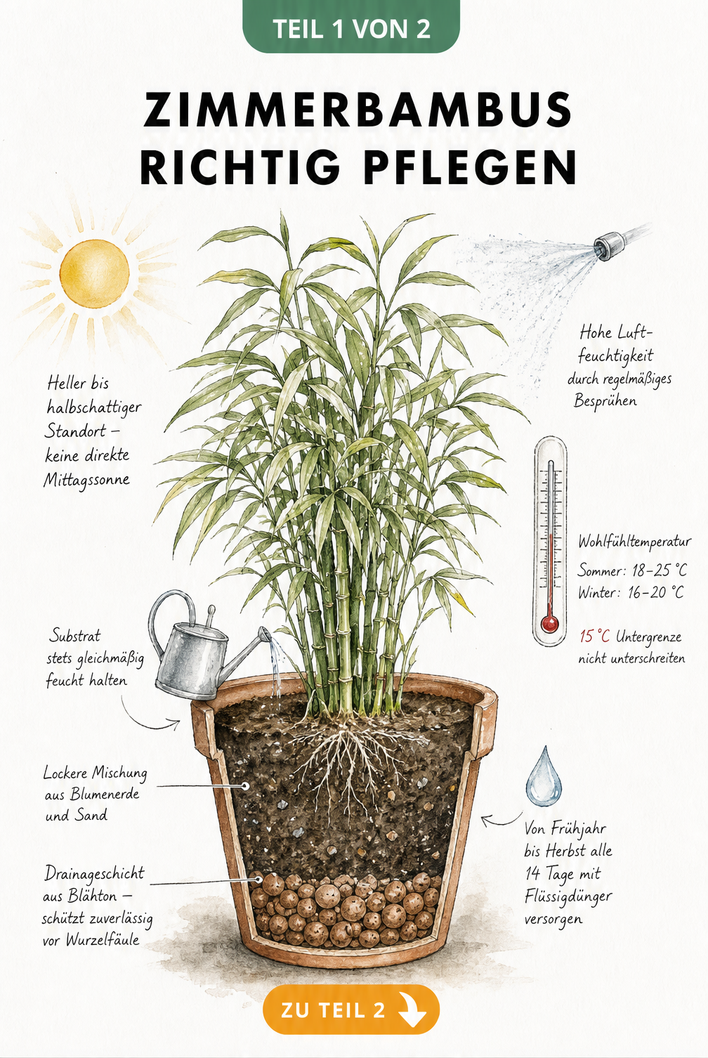 Botanische Illustration eines Zimmerbambus im Terrakotta-Topf mit Schnittzeichnung der Erdschichten und Pflegehinweisen